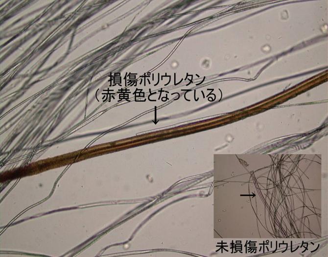 損傷部と正常部を比較する顕微鏡写真