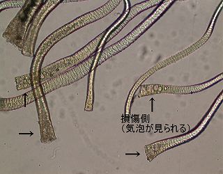 繊維の切断端の顕微鏡写真