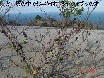 火山灰の中でも実をつけるヤシャブシの木の画像