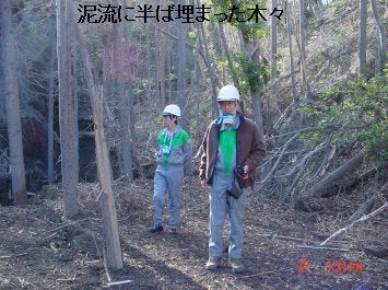 泥流に半ばまで埋まった木々の画像