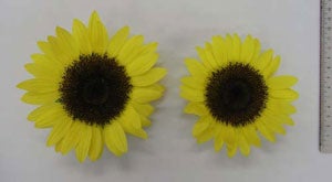 ひまわりの花径への冷房効果（左）