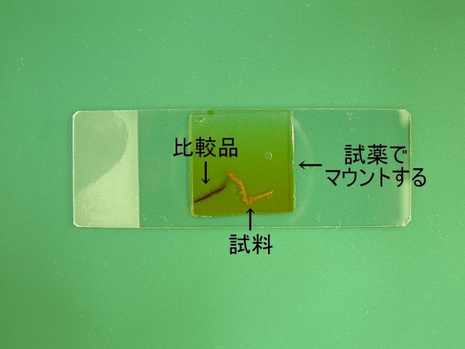 マウント剤でマウントしたスライドガラスの写真