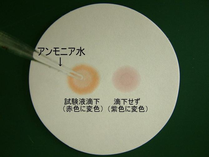 アンモニア水を近づけている写真。試験液を垂らした場所と垂らしていない場所の発色の違いを示す