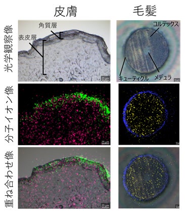 図3　部分特異的分子の質量イメージング例