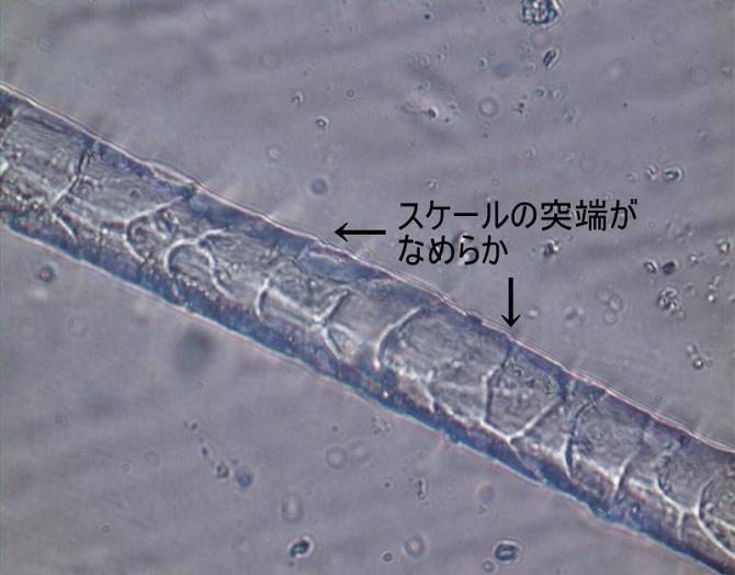 防縮ウールの顕微鏡写真