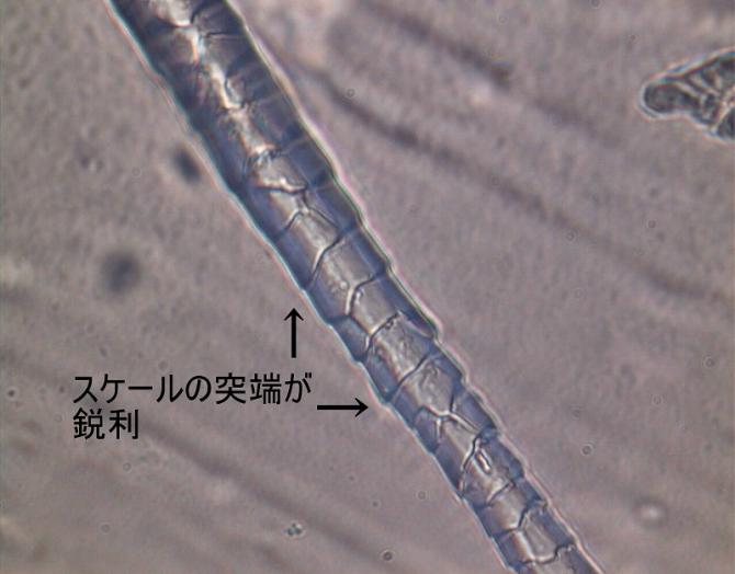 未防縮ウールの顕微鏡写真