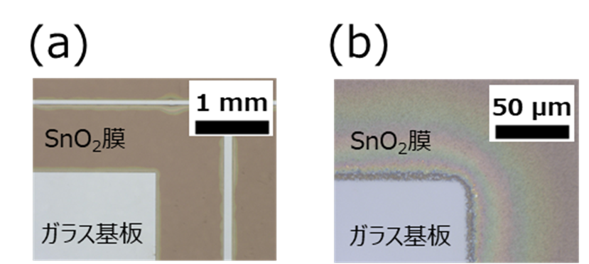 SnO2膜除去後の光学顕微鏡像