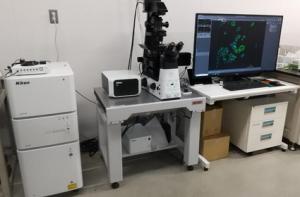 共焦点レーザー蛍光顕微鏡写真