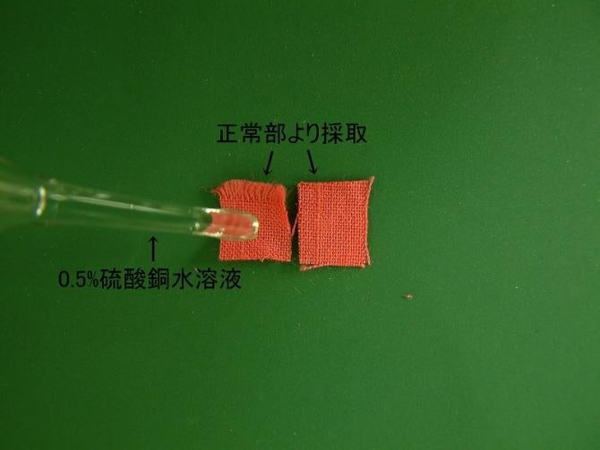 2枚の試験片の一方に試液を垂らそうとしている写真