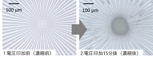 マイクロプラスチックの濃縮の様子