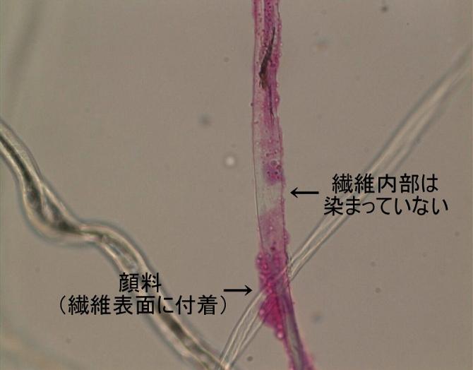 繊維表面に顔料が付着した顕微鏡写真