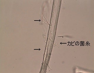 カビ等の顕微鏡観察 都産技研ホームページ