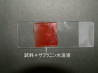 プレパラートに赤色の試薬を滴下した写真