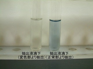 正常部と変色部からの抽出液を加えた写真。変色部の方は無色透明に変化