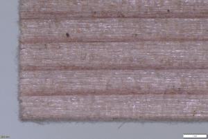かび抵抗性試験後の木材の顕微鏡拡大像