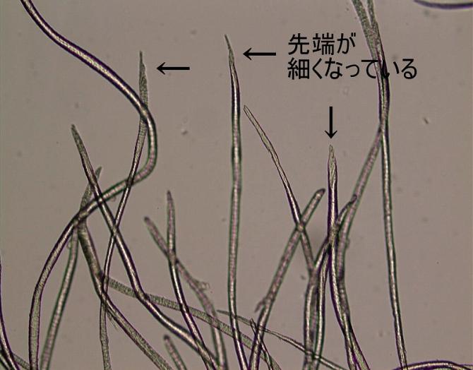 穴あき側の切断端の顕微鏡写真