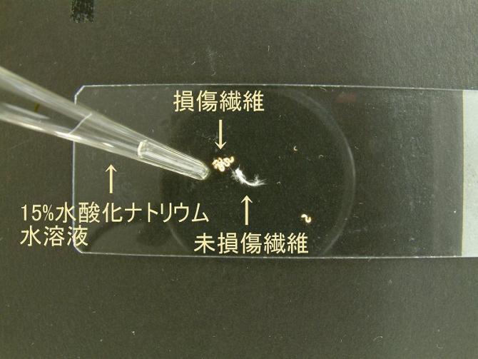 スライドガラスに正常部と損傷部の繊維をのせ試液を滴下する写真