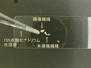 スライドガラスに正常部と損傷部の繊維をのせ試液を滴下する写真