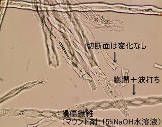 損傷した繊維の顕微鏡写真