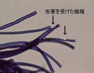 虫食いの跡がある繊維の顕微鏡写真