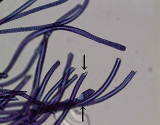 虫食いの跡がある繊維の顕微鏡写真