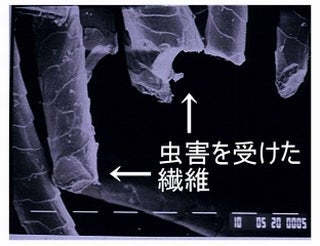 虫食い部を拡大した電子顕微鏡写真