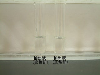 正常部と変色部の抽出液を比較する写真。両方とも無色透明