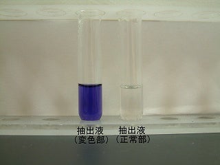 加熱処理結果を比較する写真。変色部からの抽出液は変色している