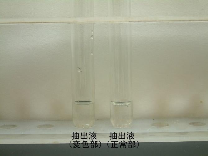 正常部と変色部から抽出した液を比較している写真。両方とも無色透明