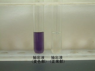 変色部から抽出した液が変色している写真