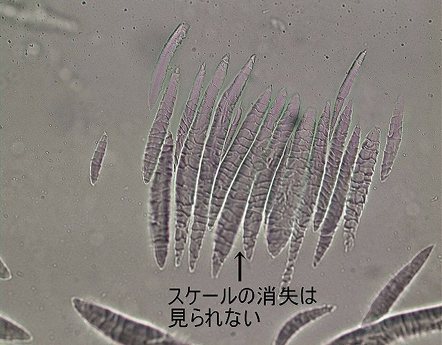 正常部のスンプ板の顕微鏡写真