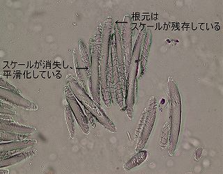 スンプ板の顕微鏡写真