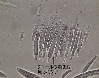 スンプ法による生地の表面状態観察 都産技研ホームページ